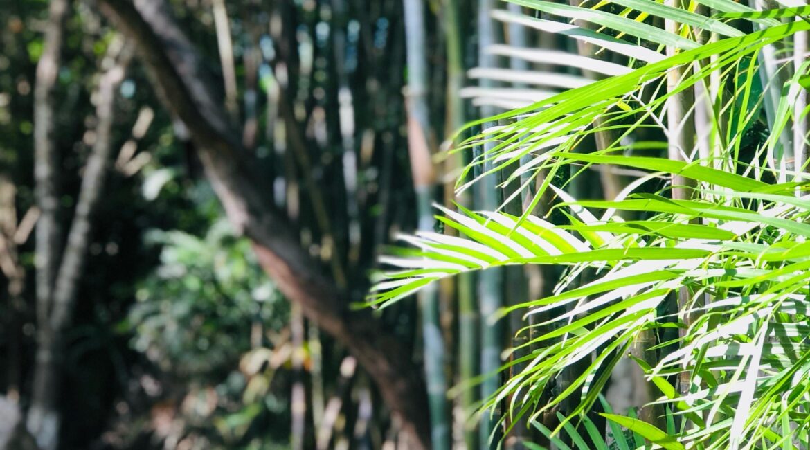 PROPIEDAD EN RENTA EN SANTA TERESITA, CARRETERA AKUMAL, TULUM