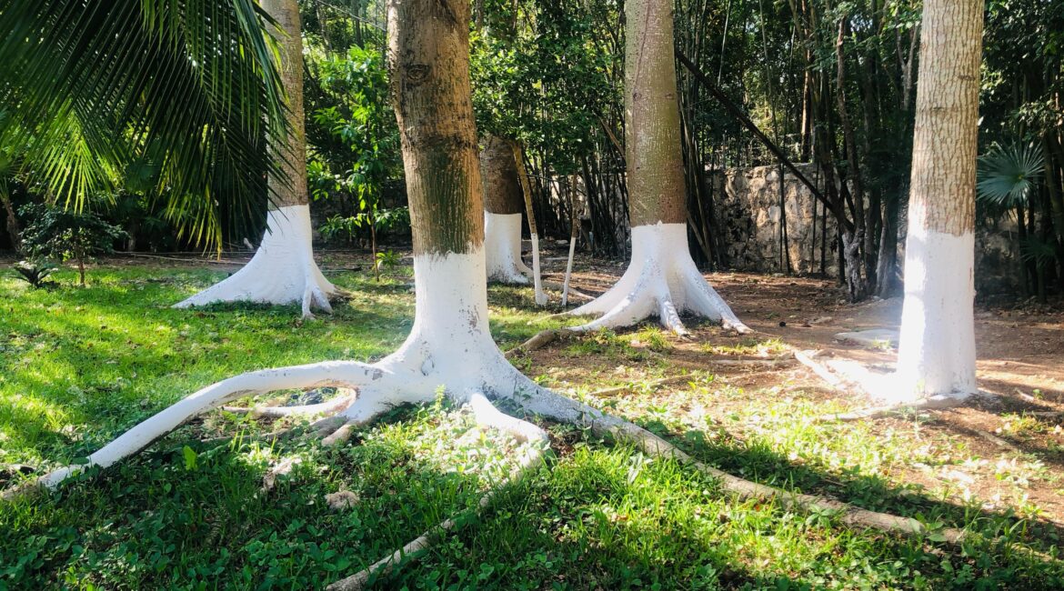 PROPIEDAD EN RENTA EN SANTA TERESITA, CARRETERA AKUMAL, TULUM